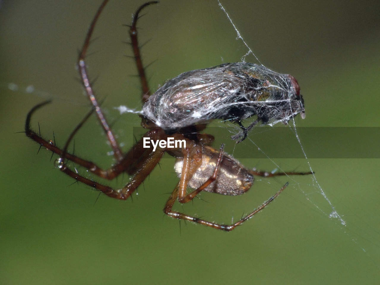 SPIDER ON WEB