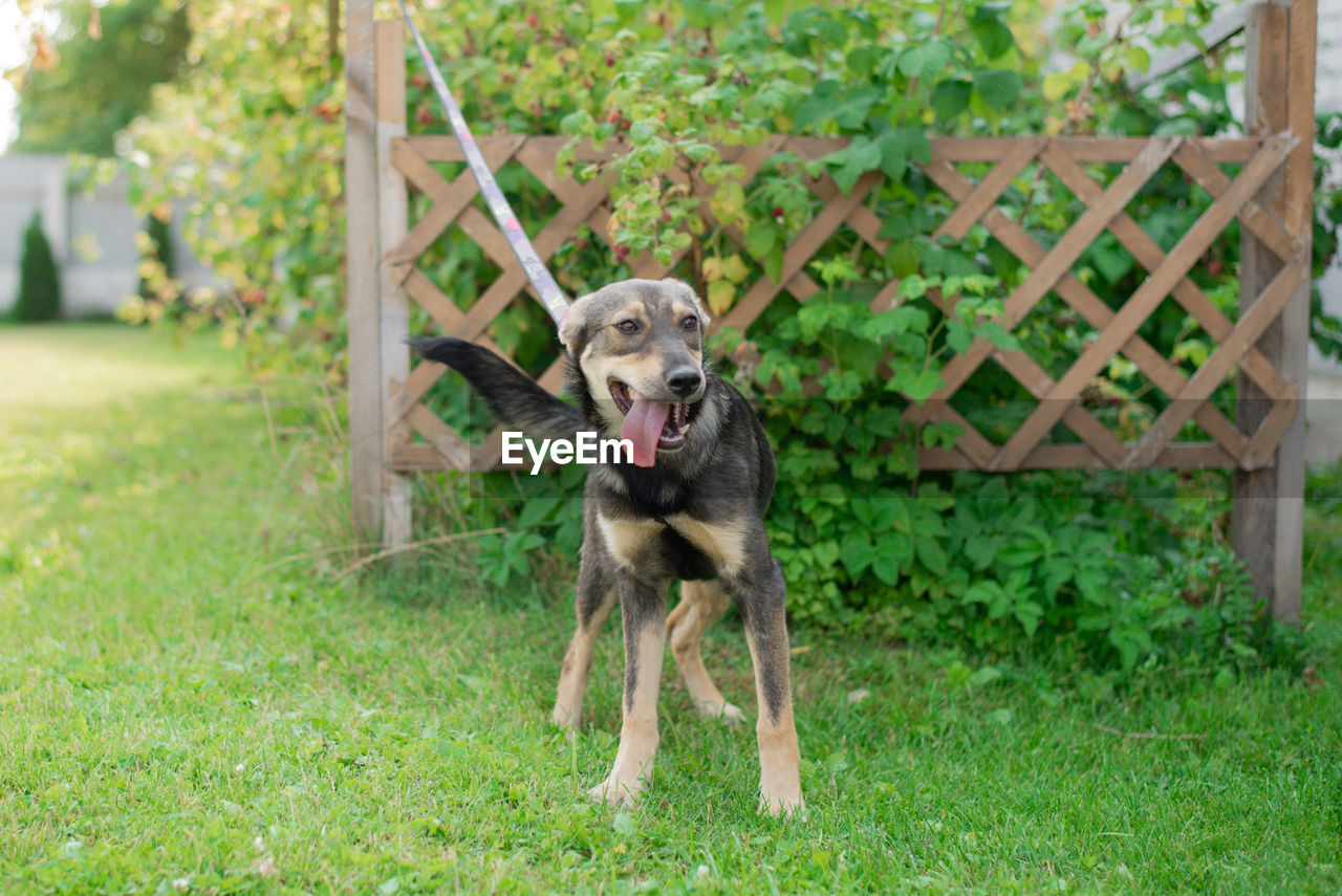 A domestic mongrel dog on a leash on a walk in the summer