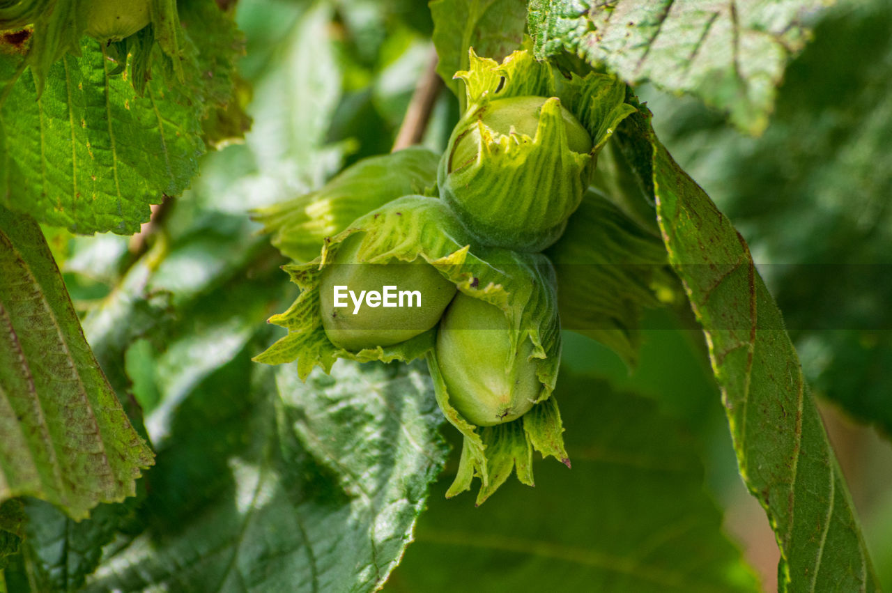 Close-up of fresh green leaf on plant