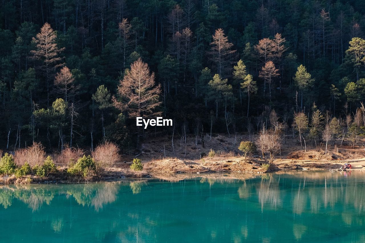 Scenic view of lake against trees in forest