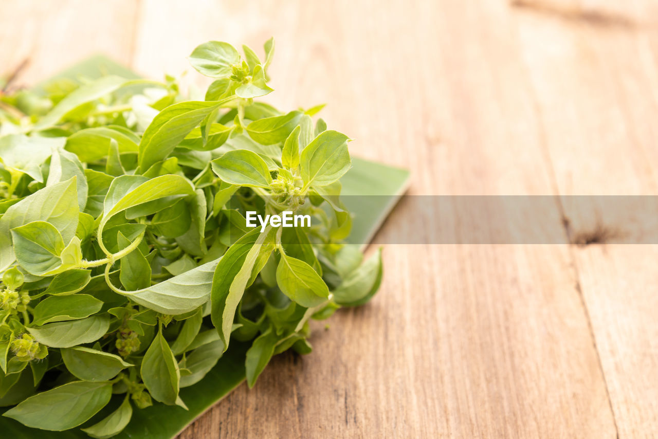 food and drink, food, healthy eating, wellbeing, freshness, wood, vegetable, green, produce, leaf, plant part, no people, indoors, plant, herb, nature, basil, organic, close-up, studio shot, ingredient, copy space, still life, table, lettuce, leaf vegetable, raw food, cutting board