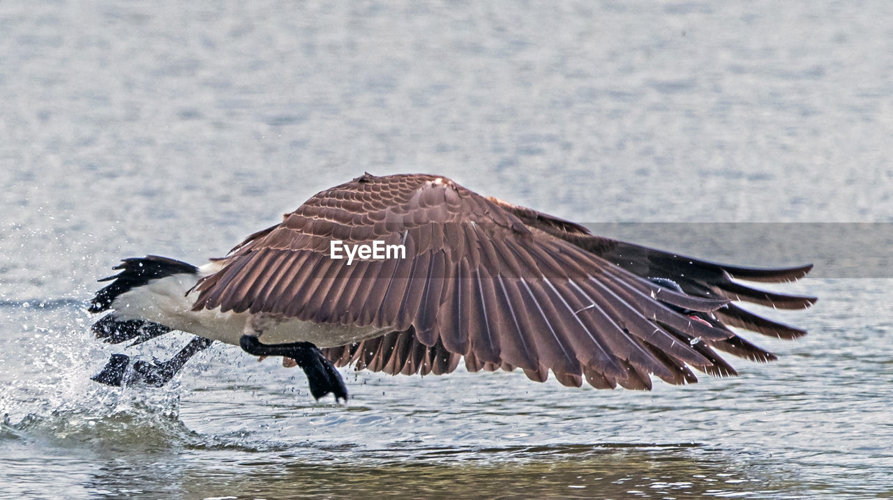 Side view of a bird flying over sea