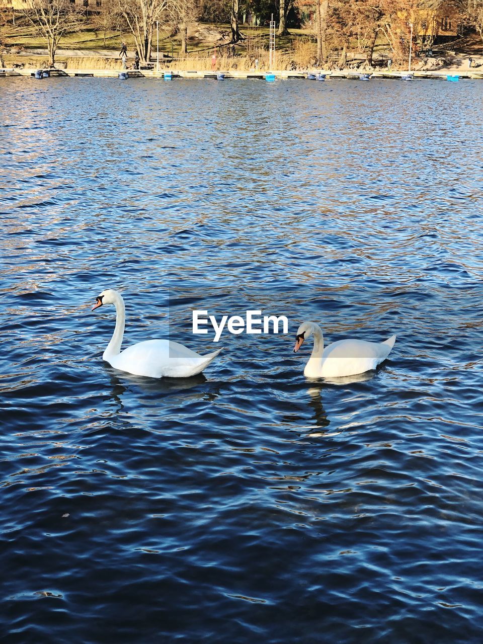 VIEW OF SWAN IN LAKE