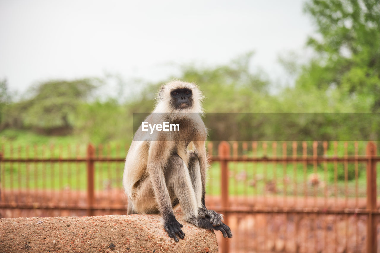 Monkey looking away while sitting on retaining wall