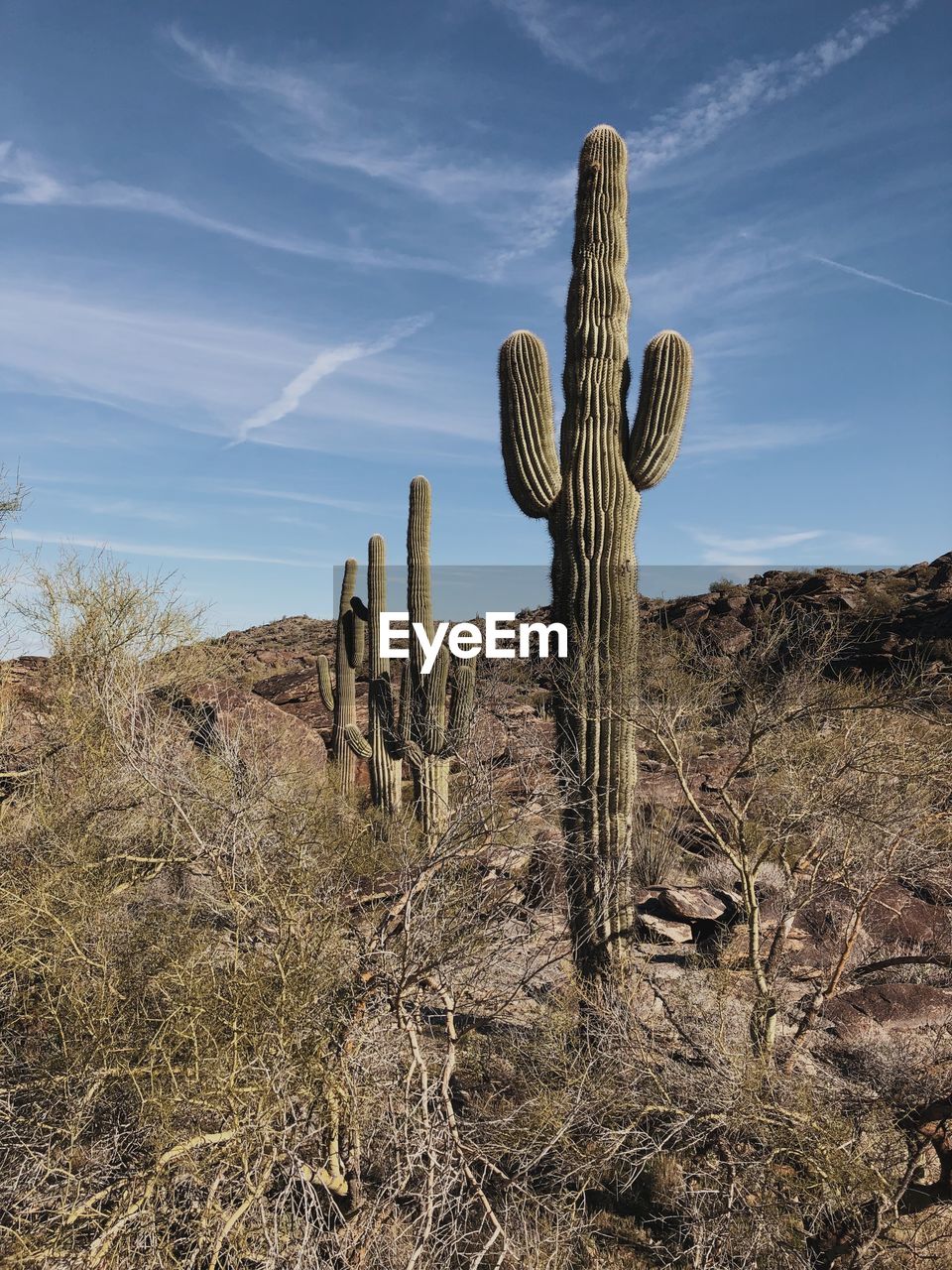 Cactus growing on field against sky