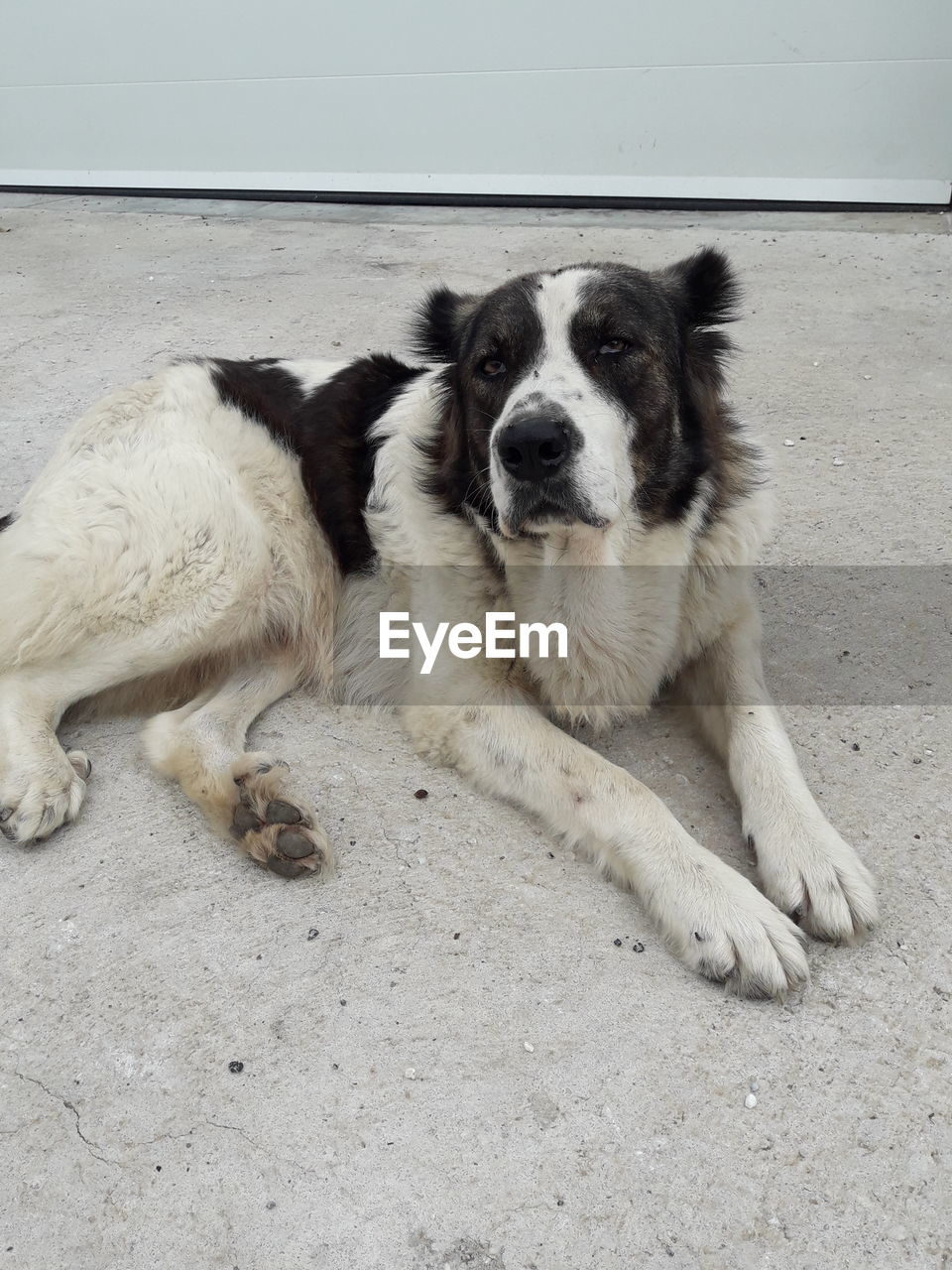 DOG RESTING ON FLOOR