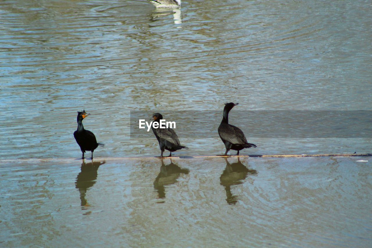 DUCKS IN A LAKE