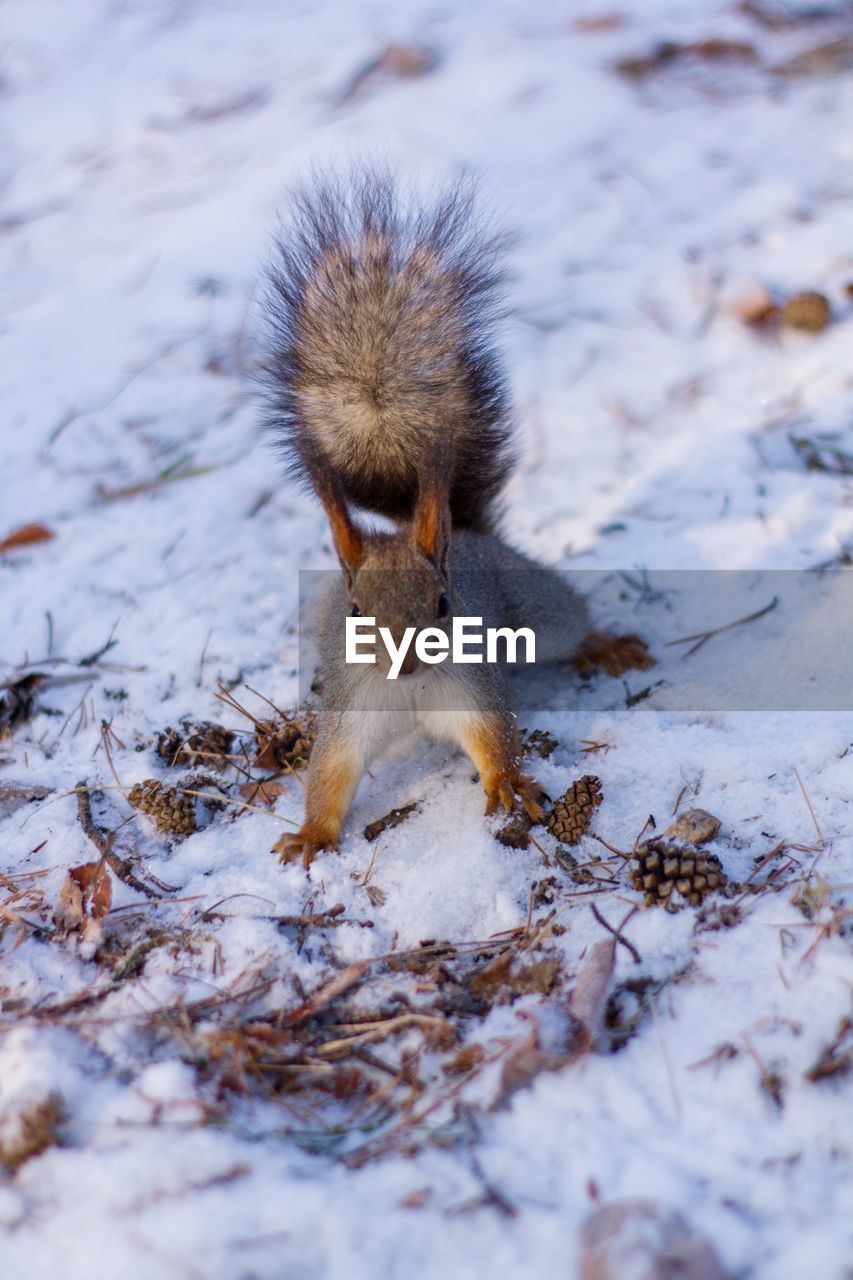 HIGH ANGLE VIEW OF SQUIRREL ON SNOW LAND