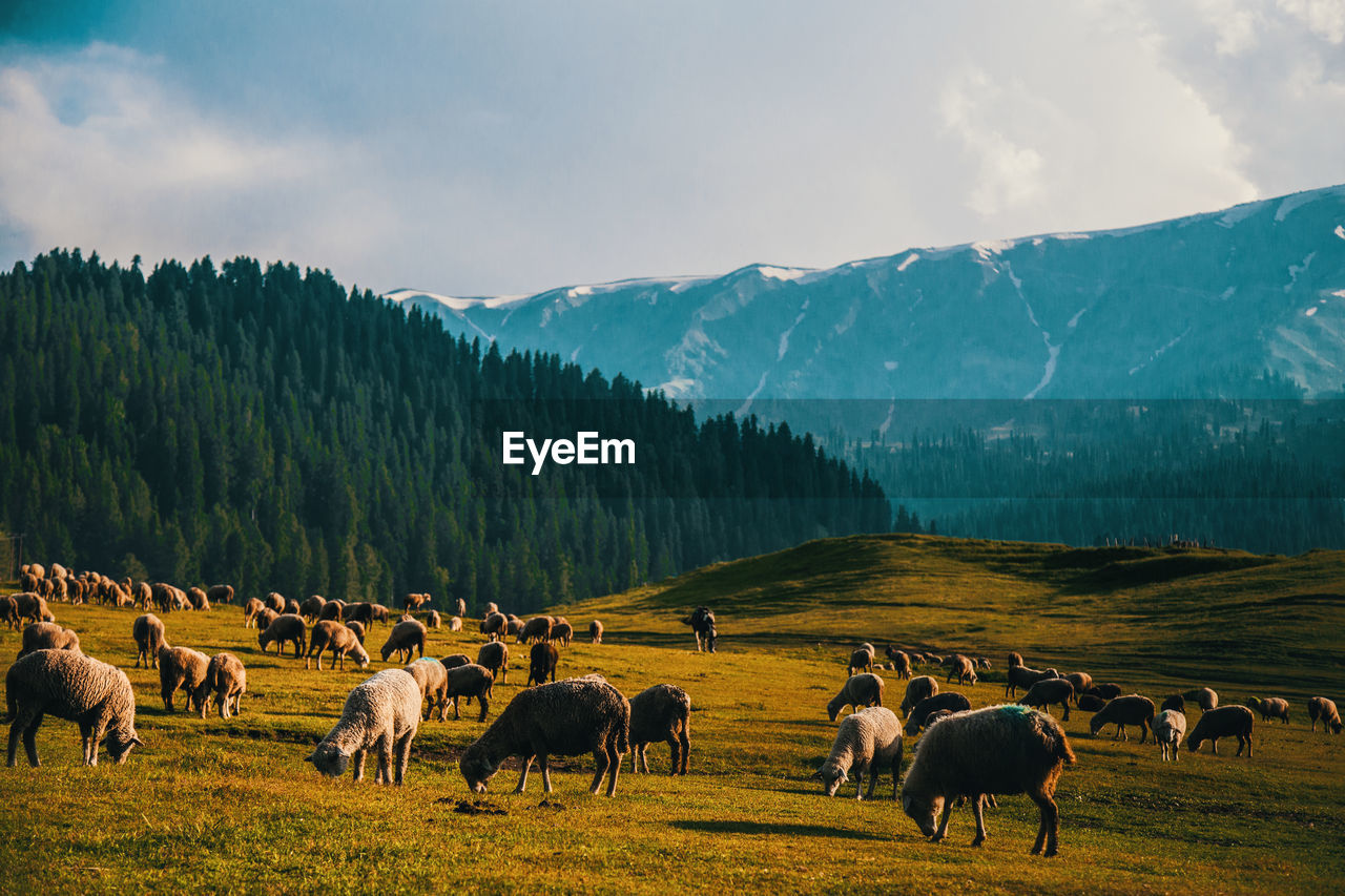 Flock of sheep on grazing on meadow