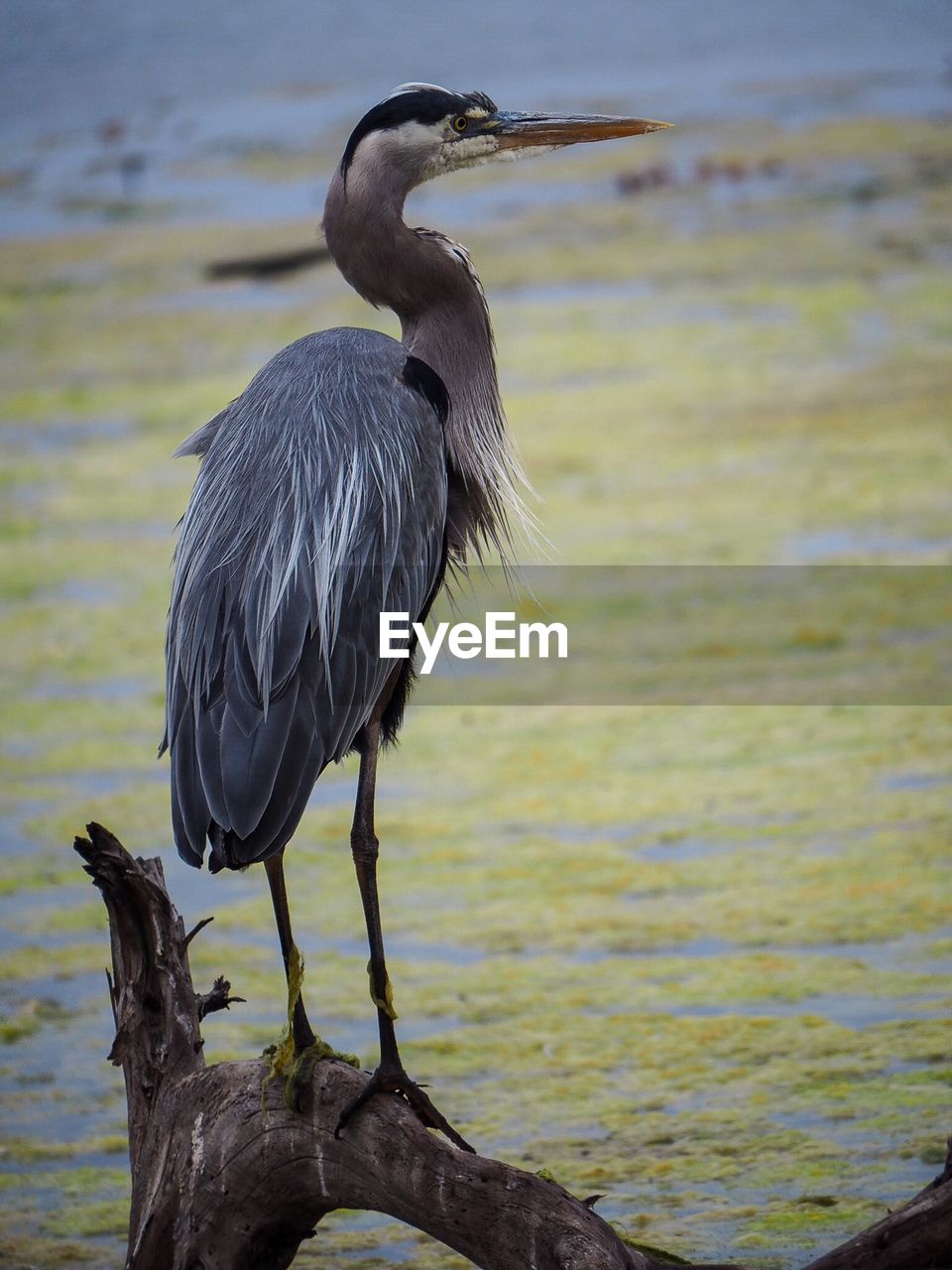 VIEW OF BIRD PERCHING ON DRIFTWOOD