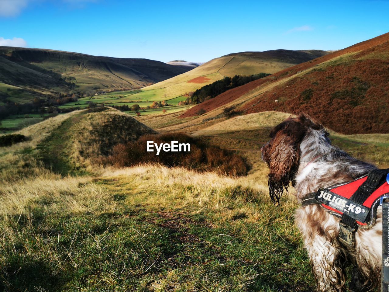 VIEW OF DOG ON FIELD BY MOUNTAIN