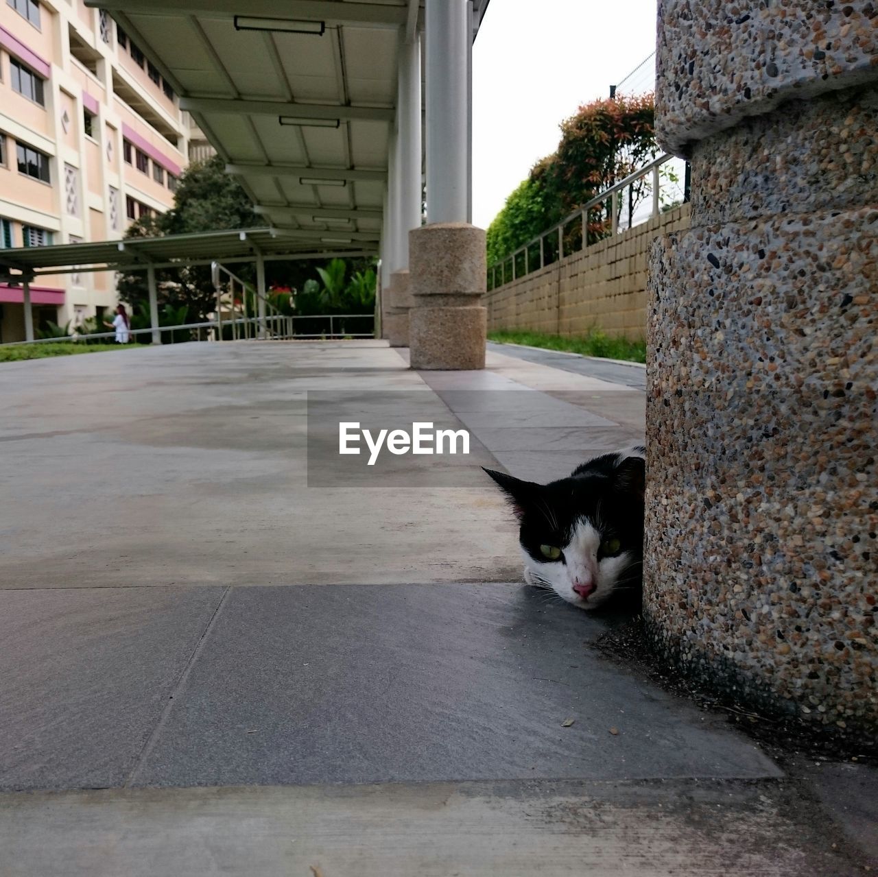 Portrait of stray cat behind pillar