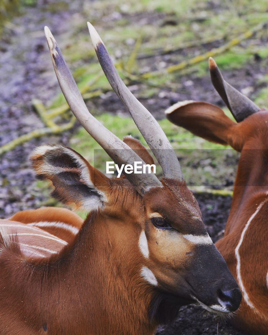 CLOSE-UP OF DEER IN A FIELD