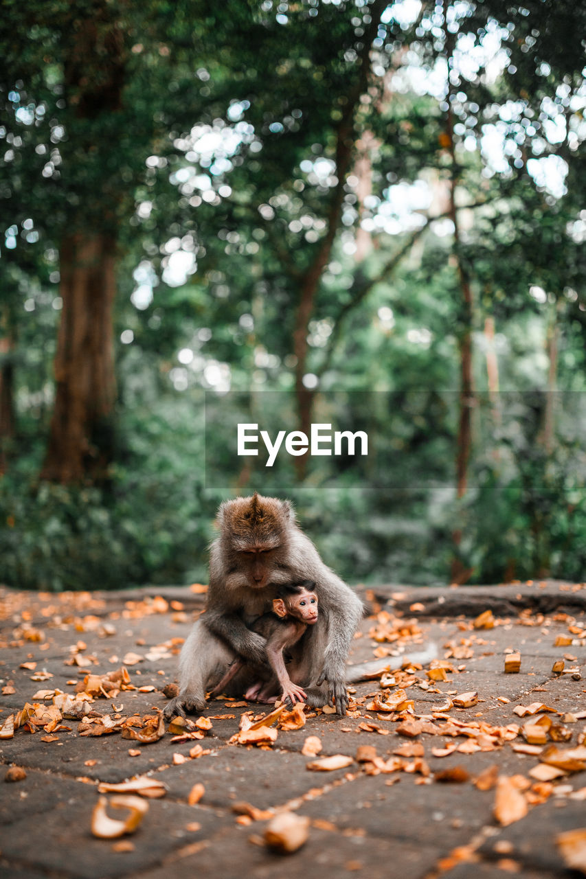 Mother balinese long tailed monkey holding her baby