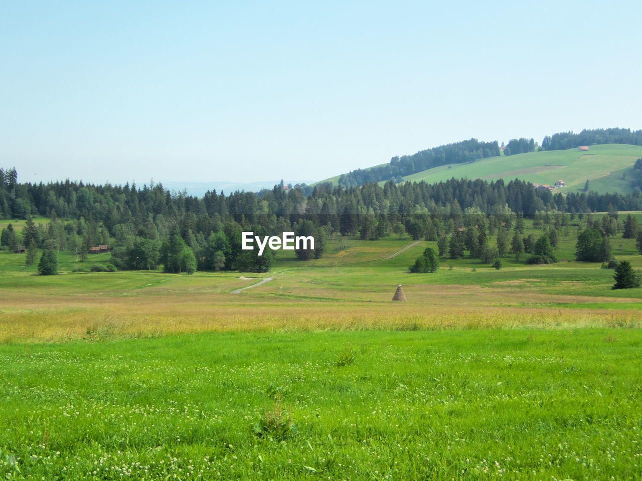 TREES ON FIELD AGAINST SKY