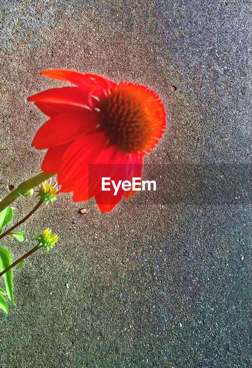 HIGH ANGLE VIEW OF FLOWER ON PLANT