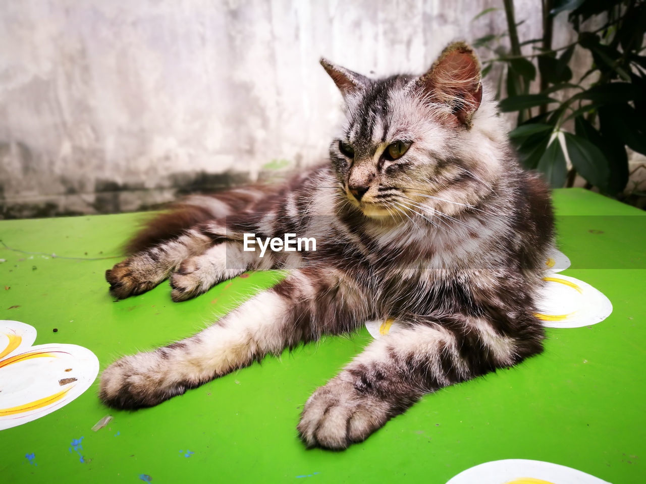 CLOSE-UP OF CAT SITTING ON GREEN TABLE