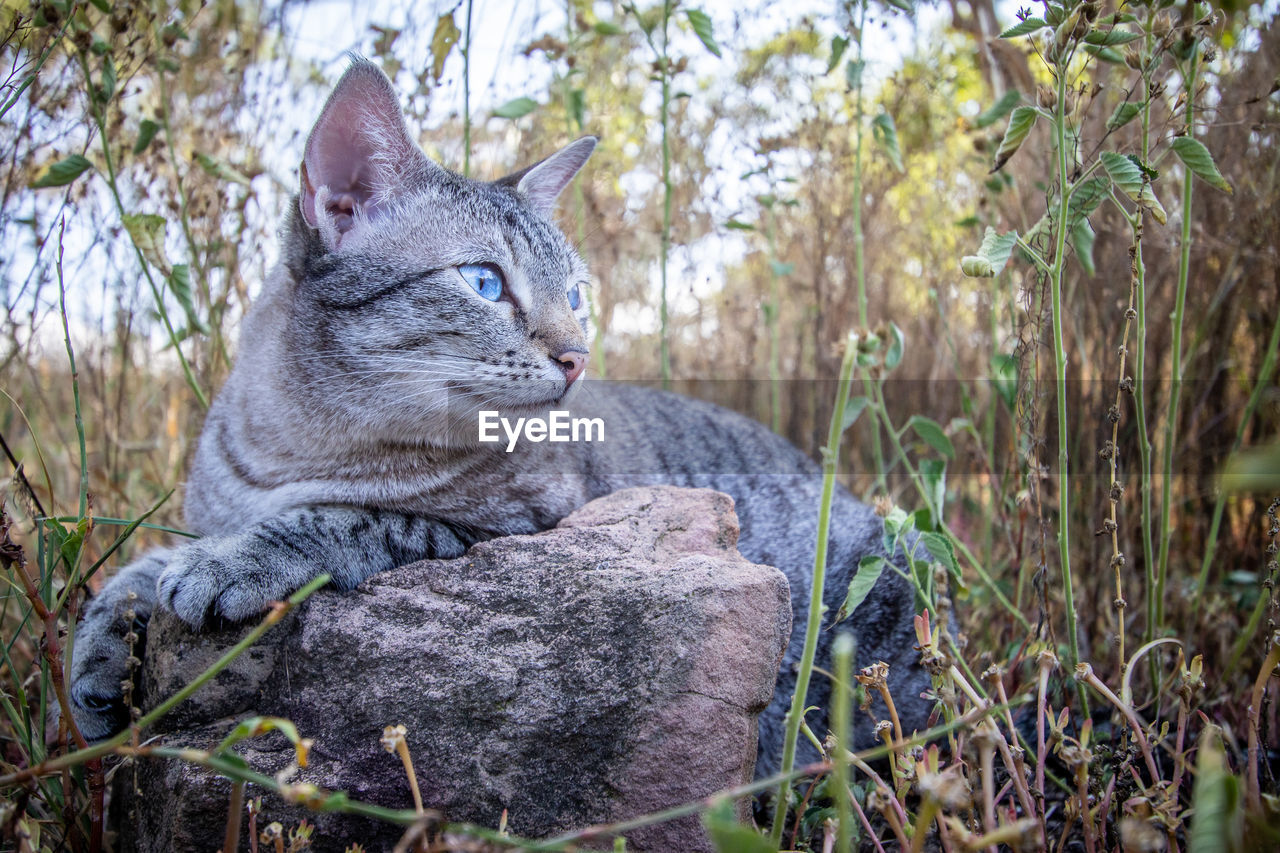 PORTRAIT OF A CAT SITTING ON TREE