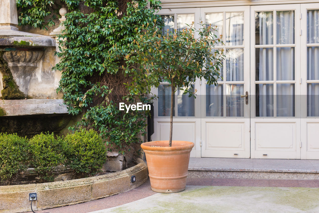 POTTED PLANTS AGAINST WALL AND WINDOW