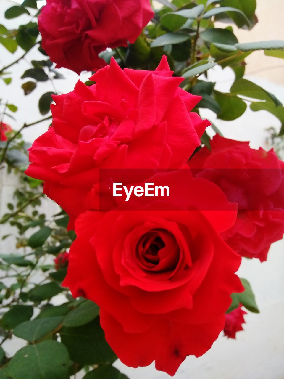 CLOSE-UP OF RED ROSE AGAINST ROSES