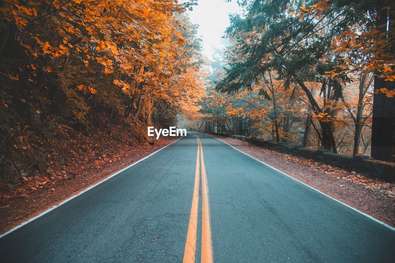 ROAD AMIDST TREES DURING AUTUMN