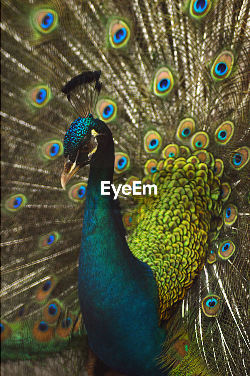 high angle view of peacock