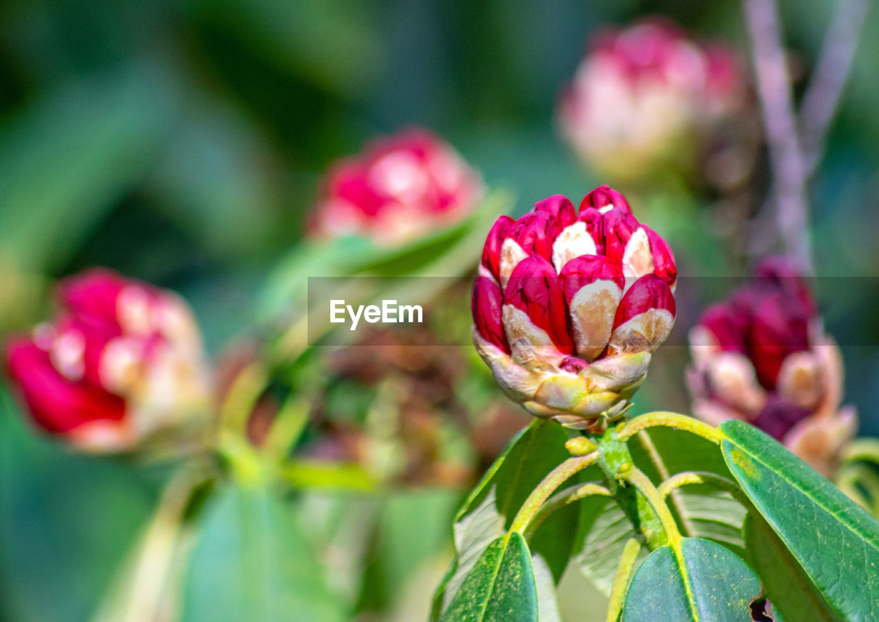 Close-up of pink flowering plant