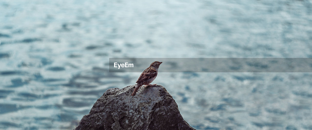 Close-up of bird perching on rock