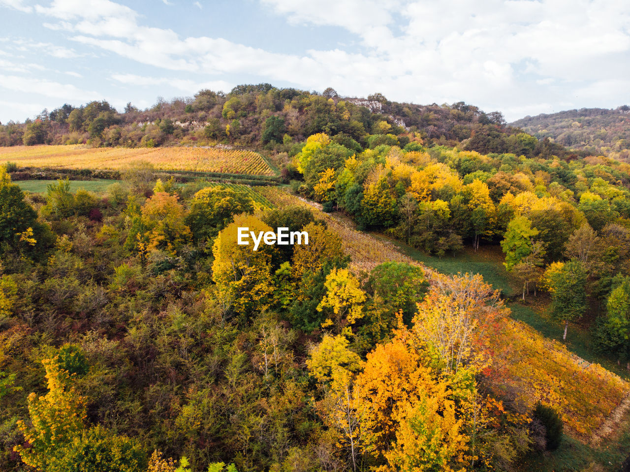 Scenic view of autumn trees against sky. aerial view of autumn vineyards 