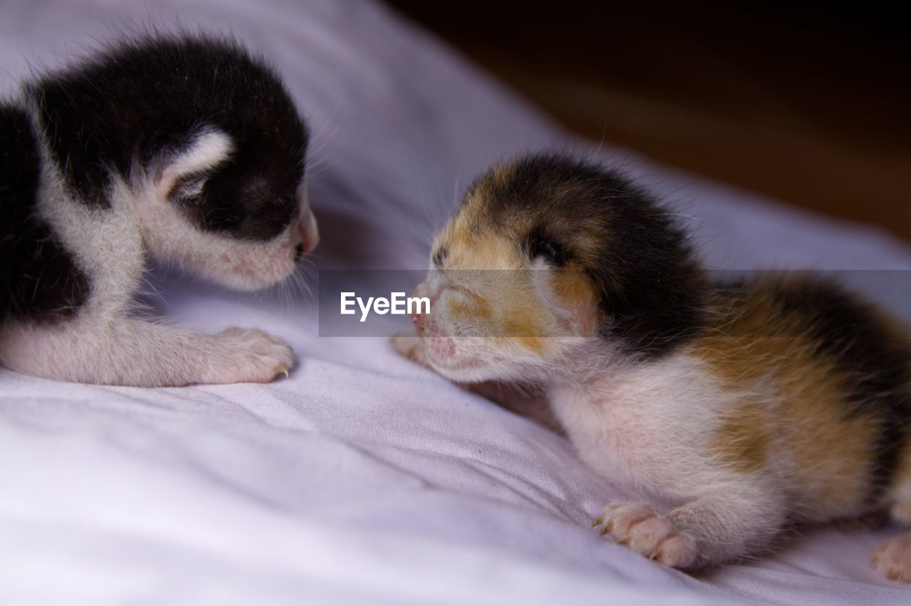 CATS SLEEPING ON BED