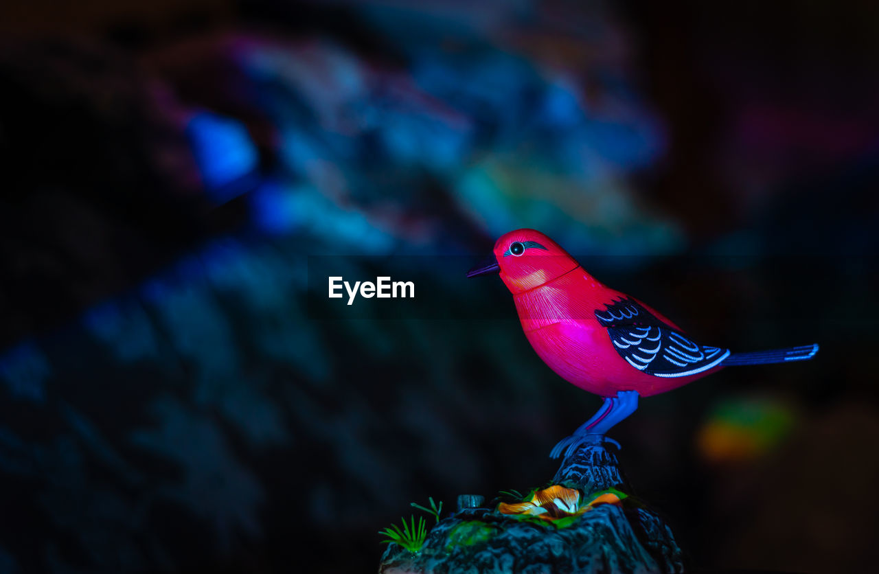 Close-up of a bird perched