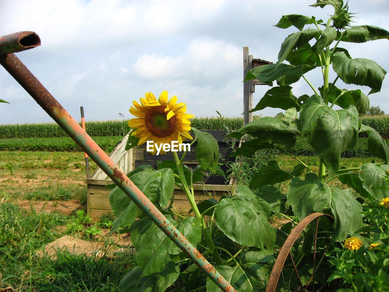 Close-up of yellow flowers blooming in field