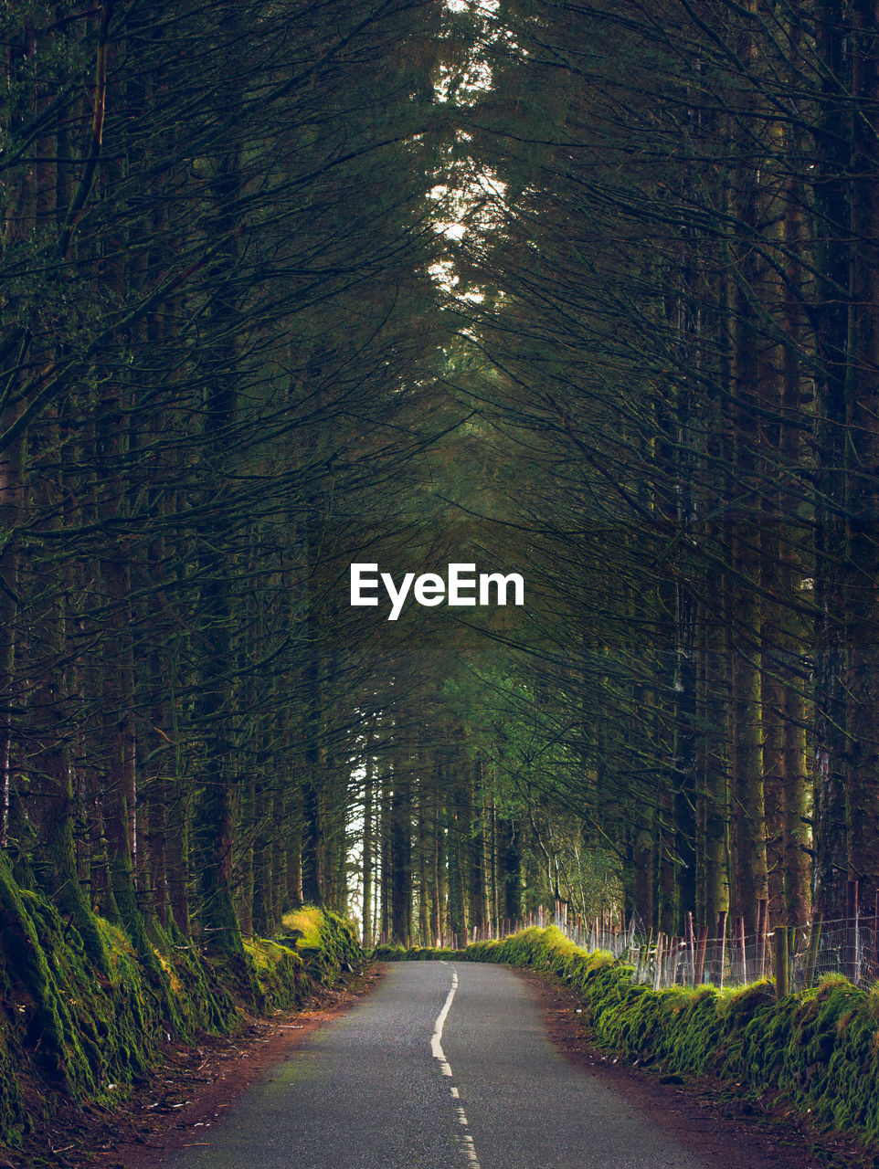 Empty road amidst trees in forest