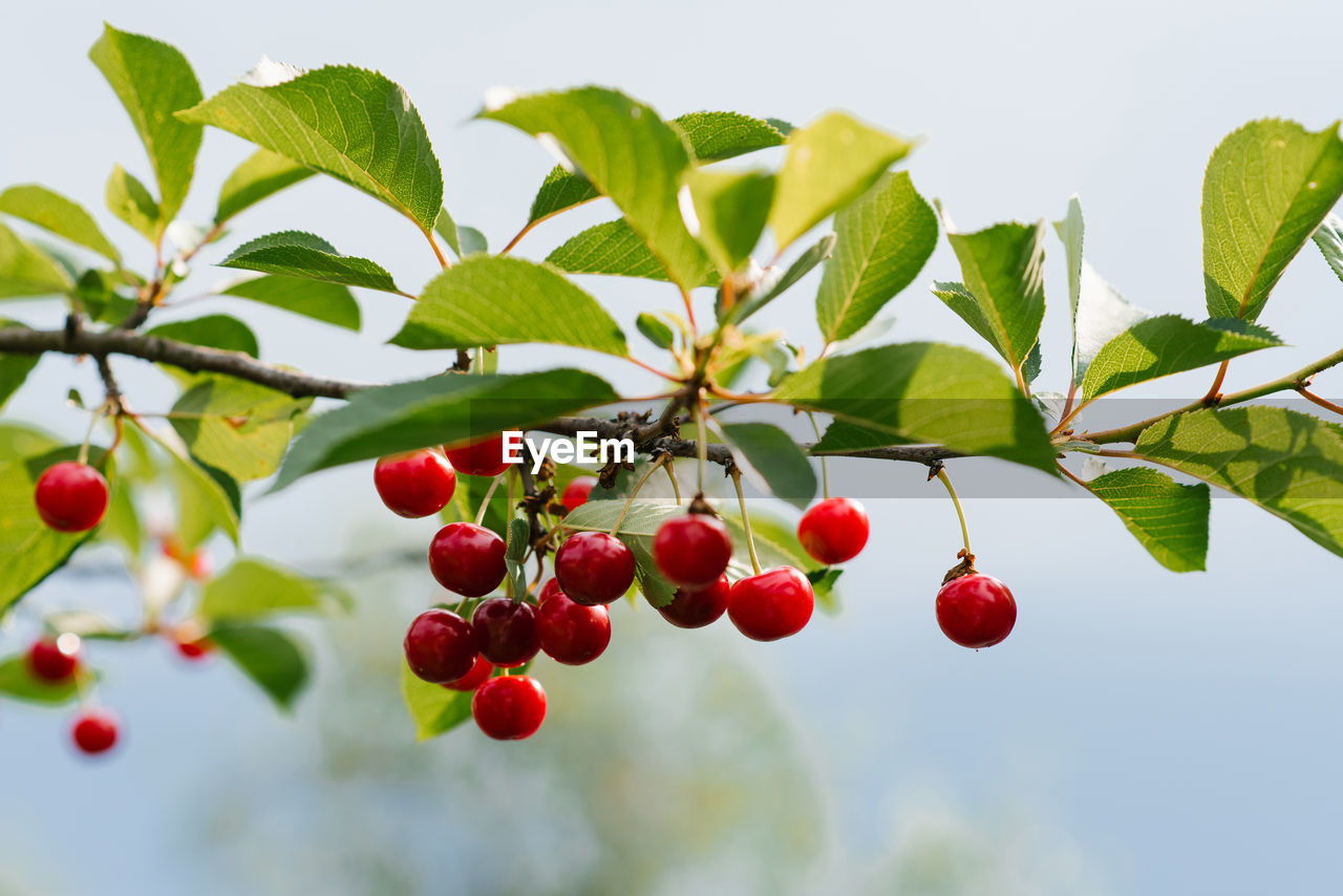 Branch of ripe cherries on a tree in a garden