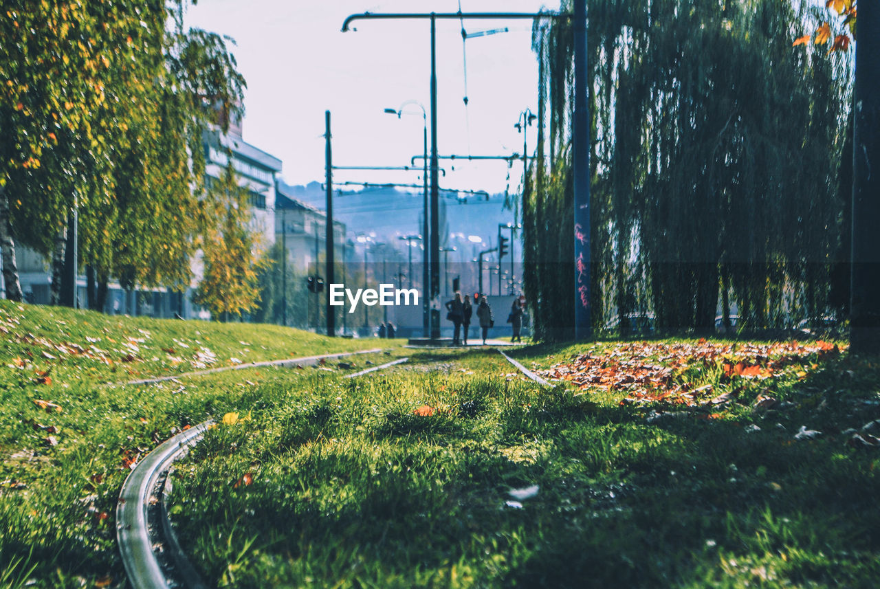 Plants growing by road in city