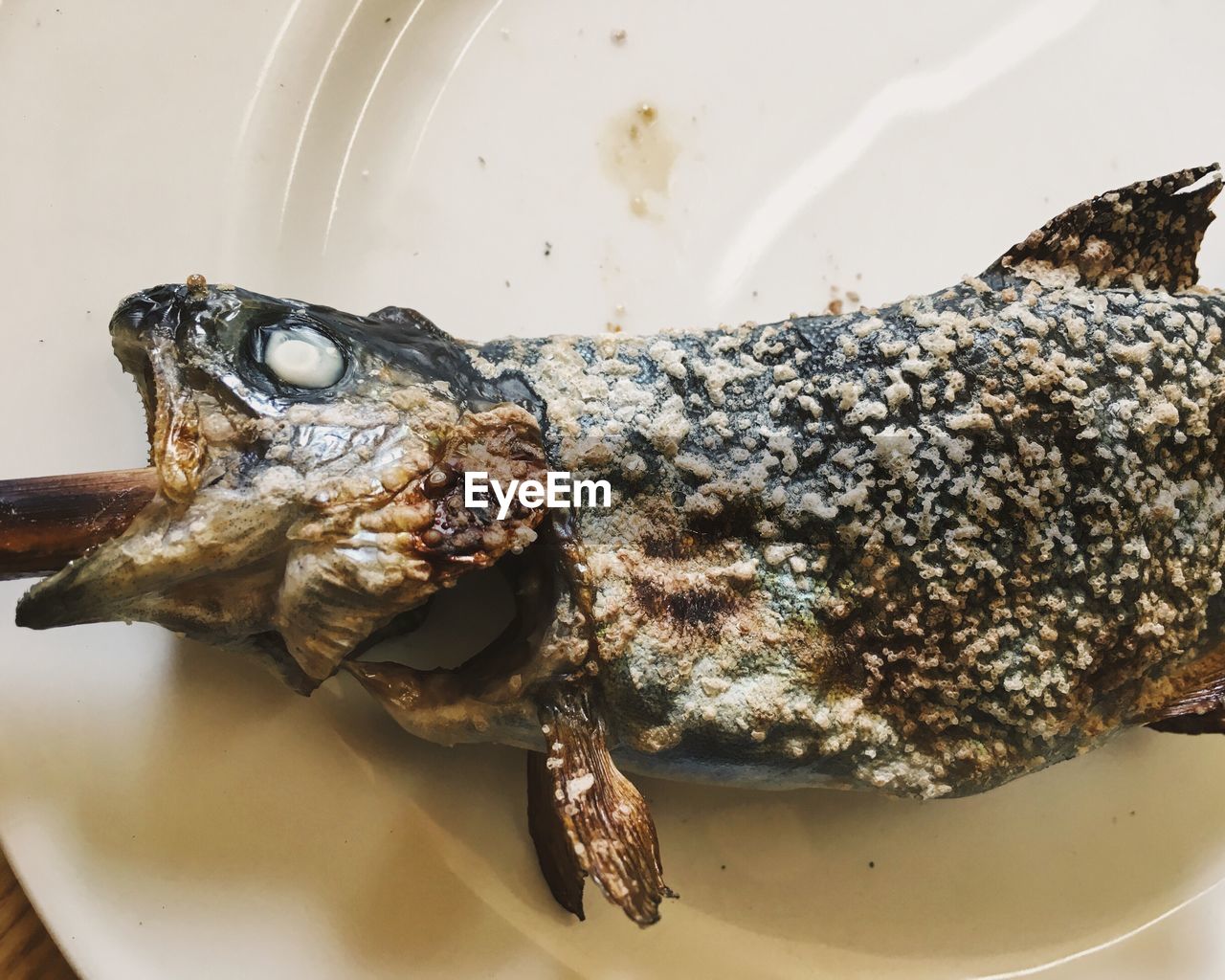 CLOSE-UP OF A TURTLE IN WATER