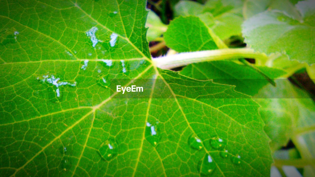 CLOSE-UP OF LEAVES ON PLANT