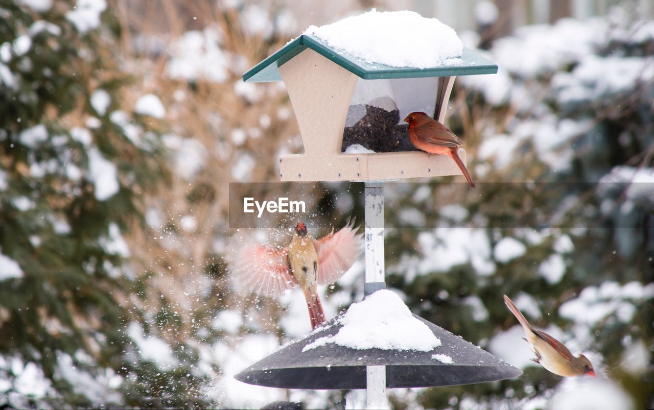 Close-up of bird perching on frozen house