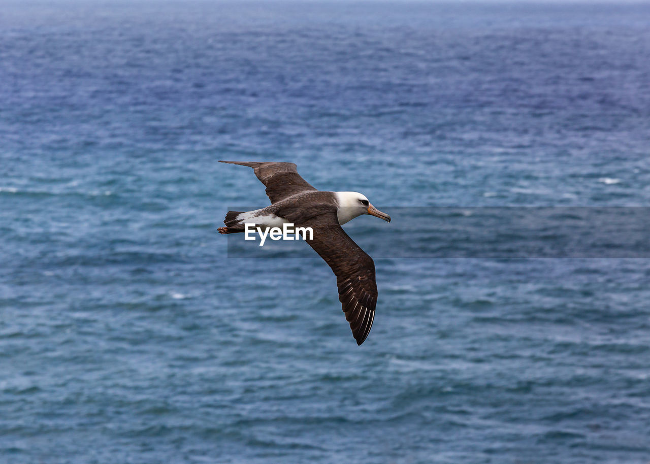 SEAGULL FLYING ABOVE SEA