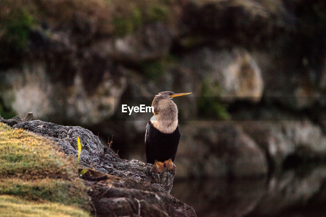 CLOSE-UP OF BIRD PERCHING ON TREE AGAINST BLURRED BACKGROUND