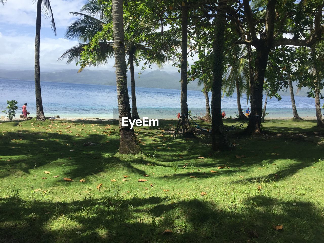 TREES ON BEACH