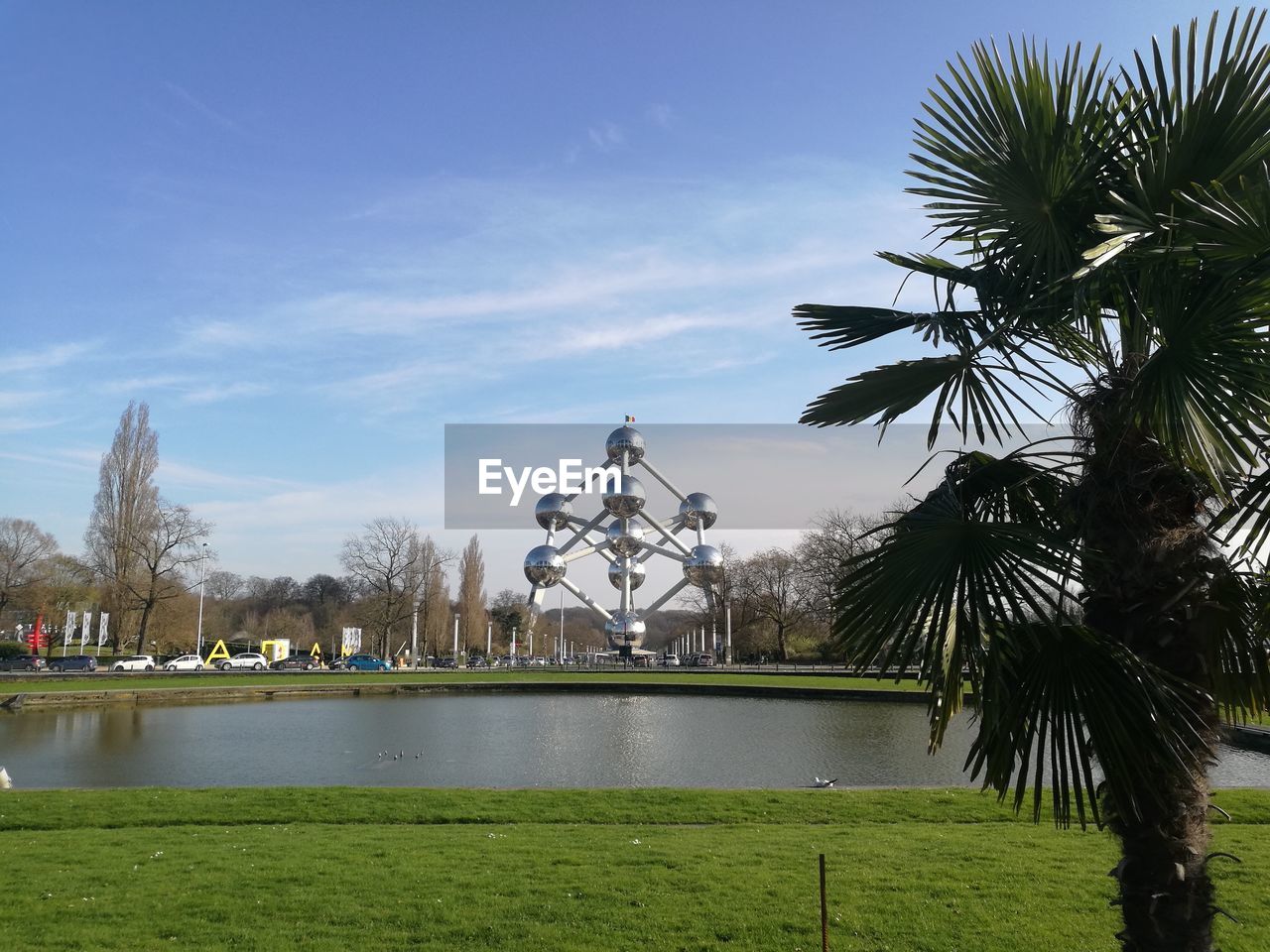 PALM TREES IN PARK