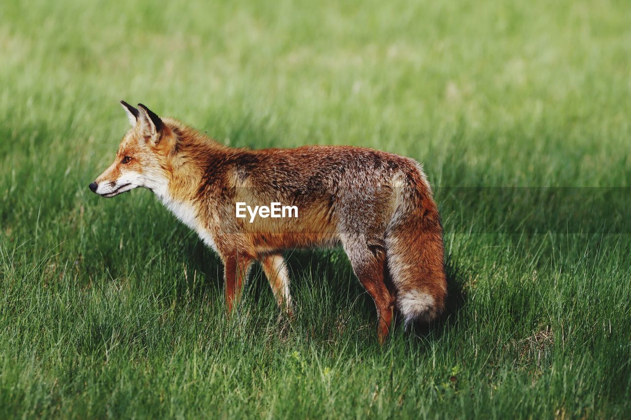 Fox standing on grassy field