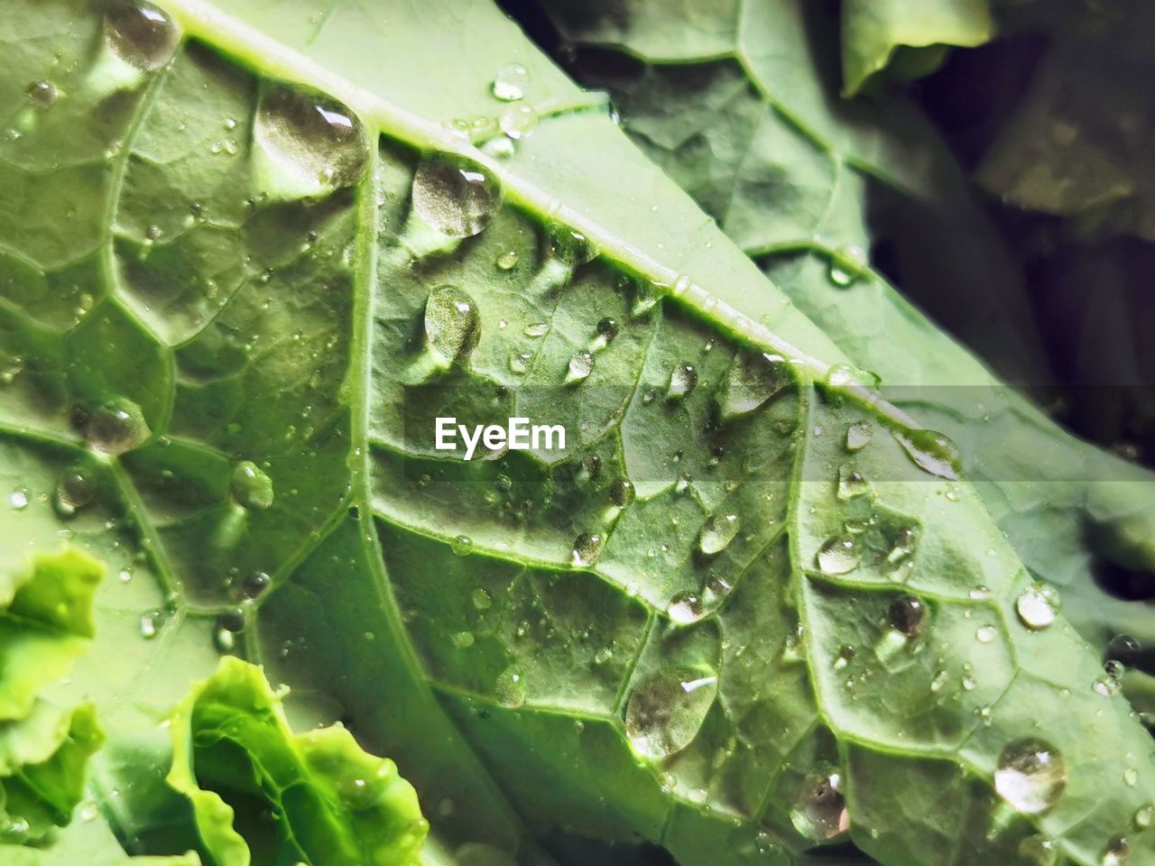 CLOSE-UP OF WET LEAVES