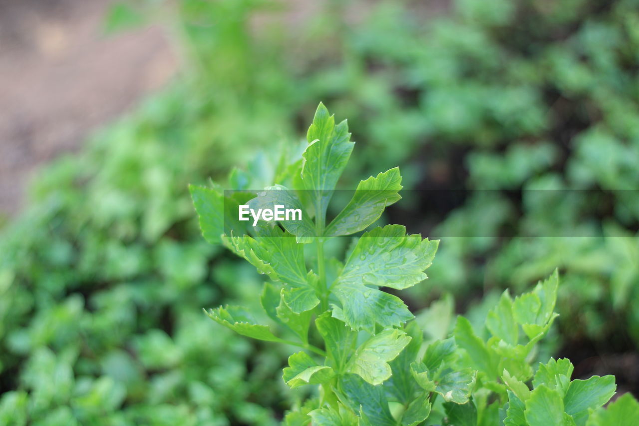 CLOSE-UP OF FRESH GREEN LEAVES ON PLANT IN FIELD