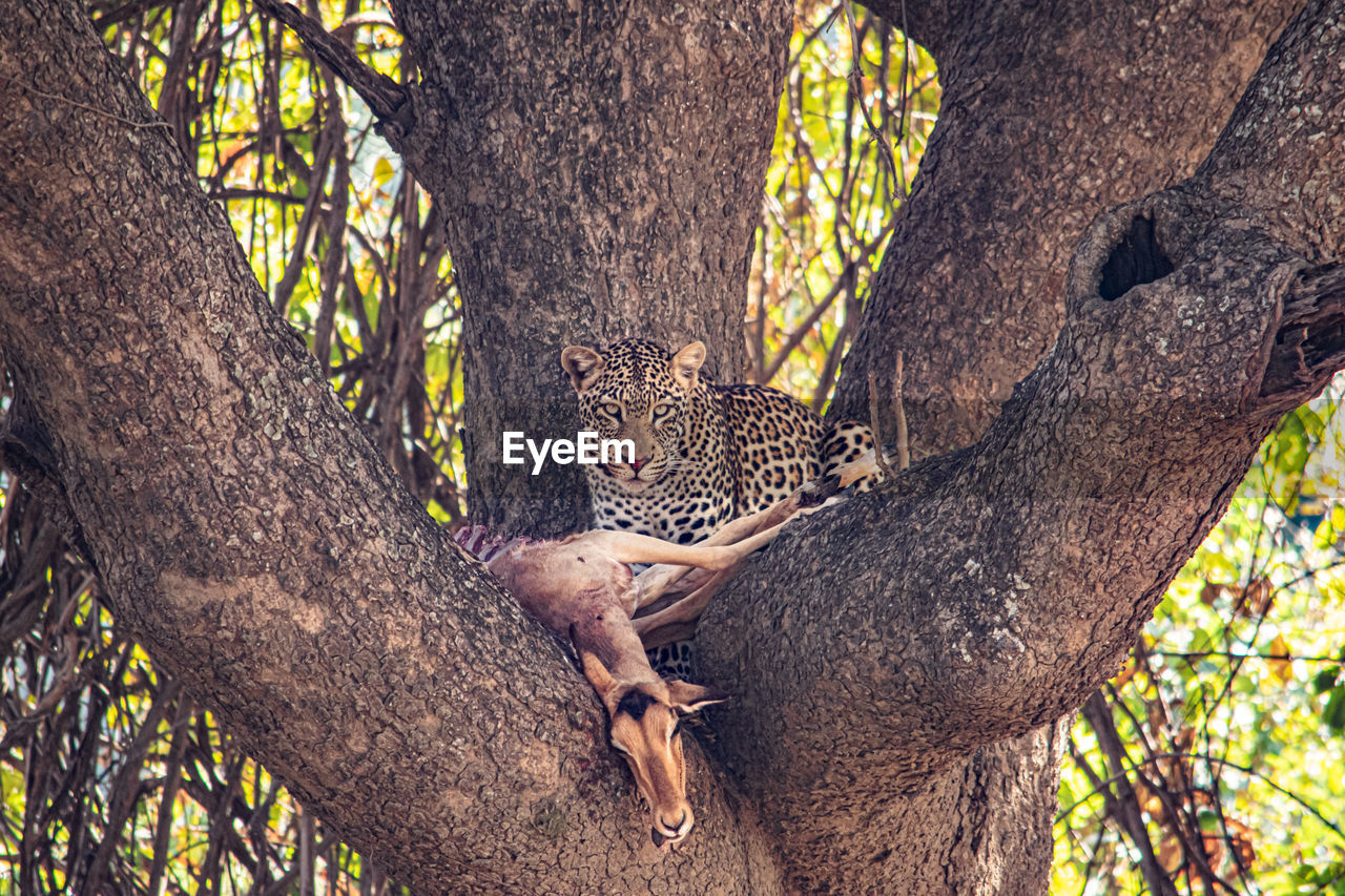 A close-up of a leopard eating an impala on a tree