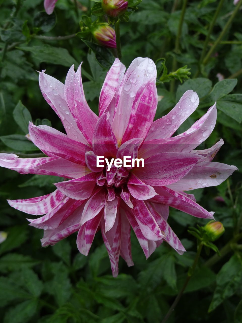 CLOSE-UP OF PINK FLOWERS