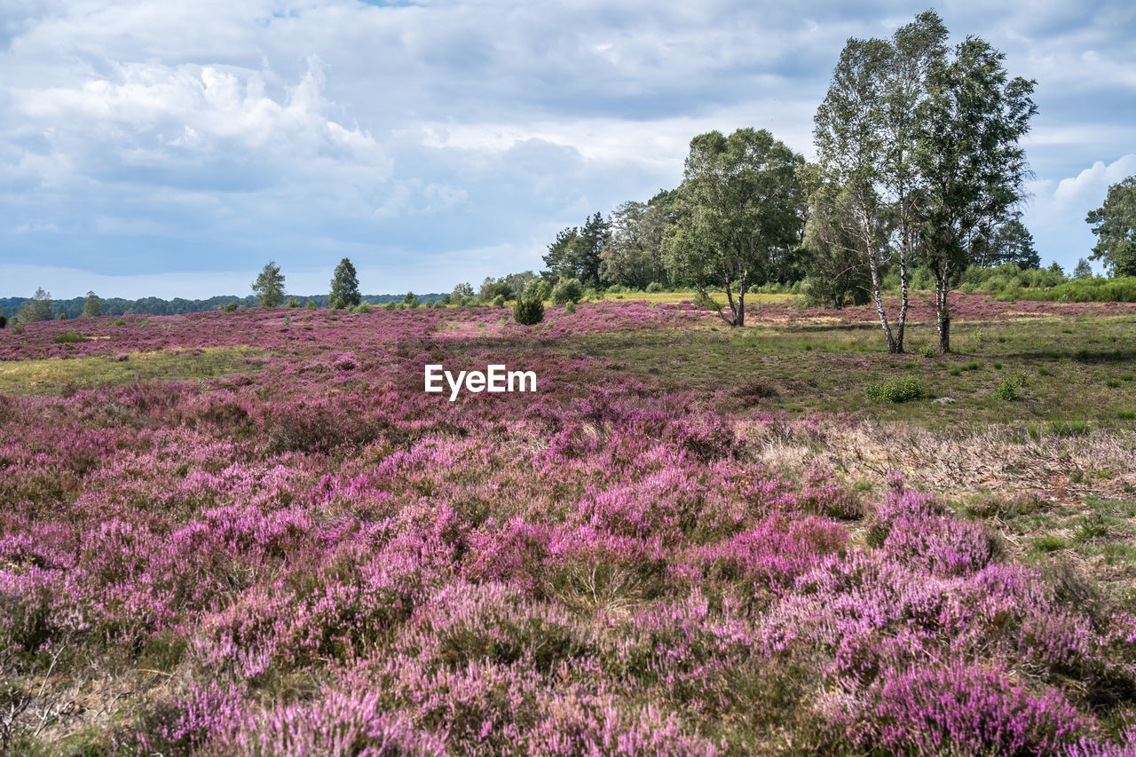 Purple flowering plants on field against sky