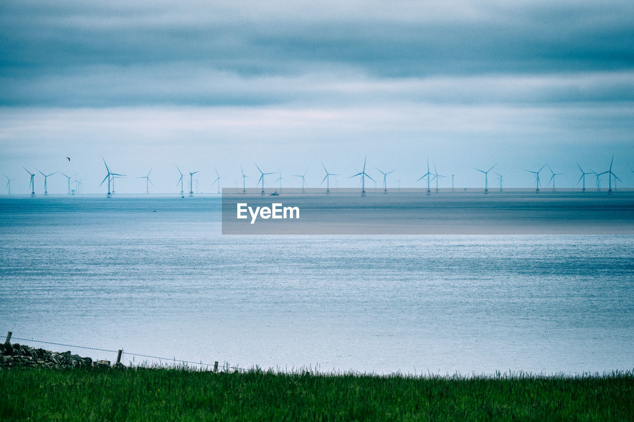 Lots of wind turbines on the sea with green grass in foreground and a flying bird passing by