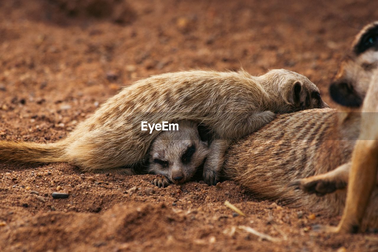 A group of meerkats sleeping